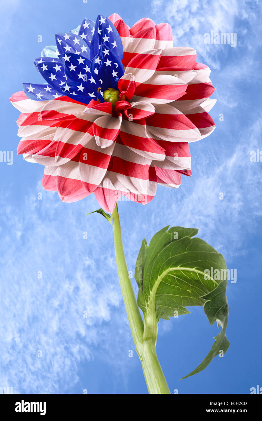 Bandiera degli Stati Uniti sulla fine del fiore su uno sfondo di cielo blu Foto Stock