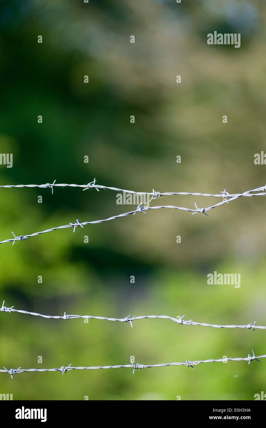 Barbwire barb filo spinato filo recinzione barbwire sharp Foto Stock