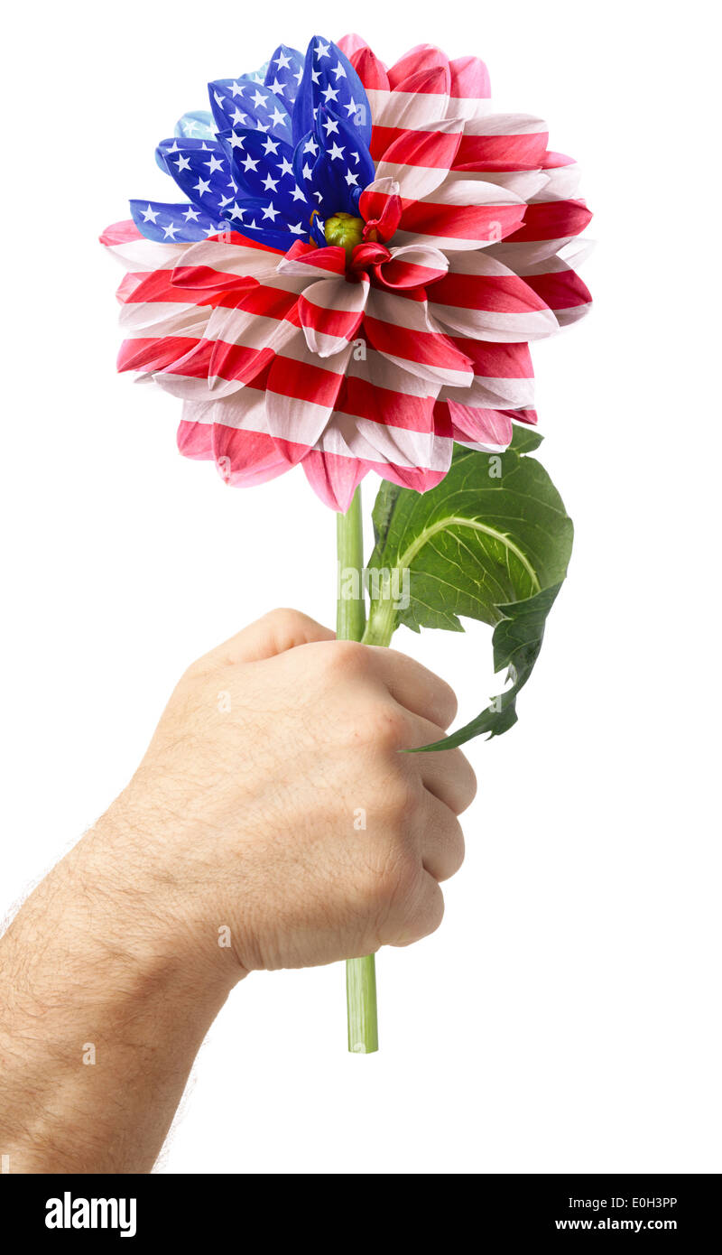 Mano con bandiera degli Stati Uniti sulla fine del fiore . Isolato su un bianco Foto Stock