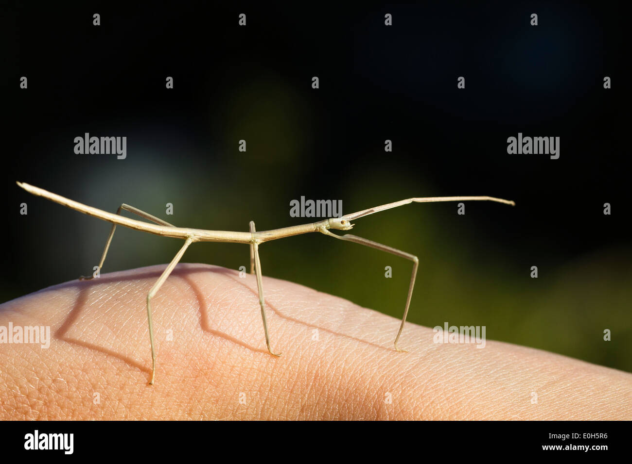 Unione Stick insetto, Bacillus rossius, Mediterraneo, l'Italia, Europa Foto Stock