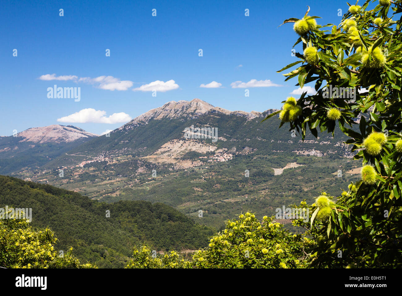 Panorama di montagna con il castagno castanea sativa, Parco Nazionale del Cilento, Cilento, Campania, Italia Meridionale, Europa Foto Stock