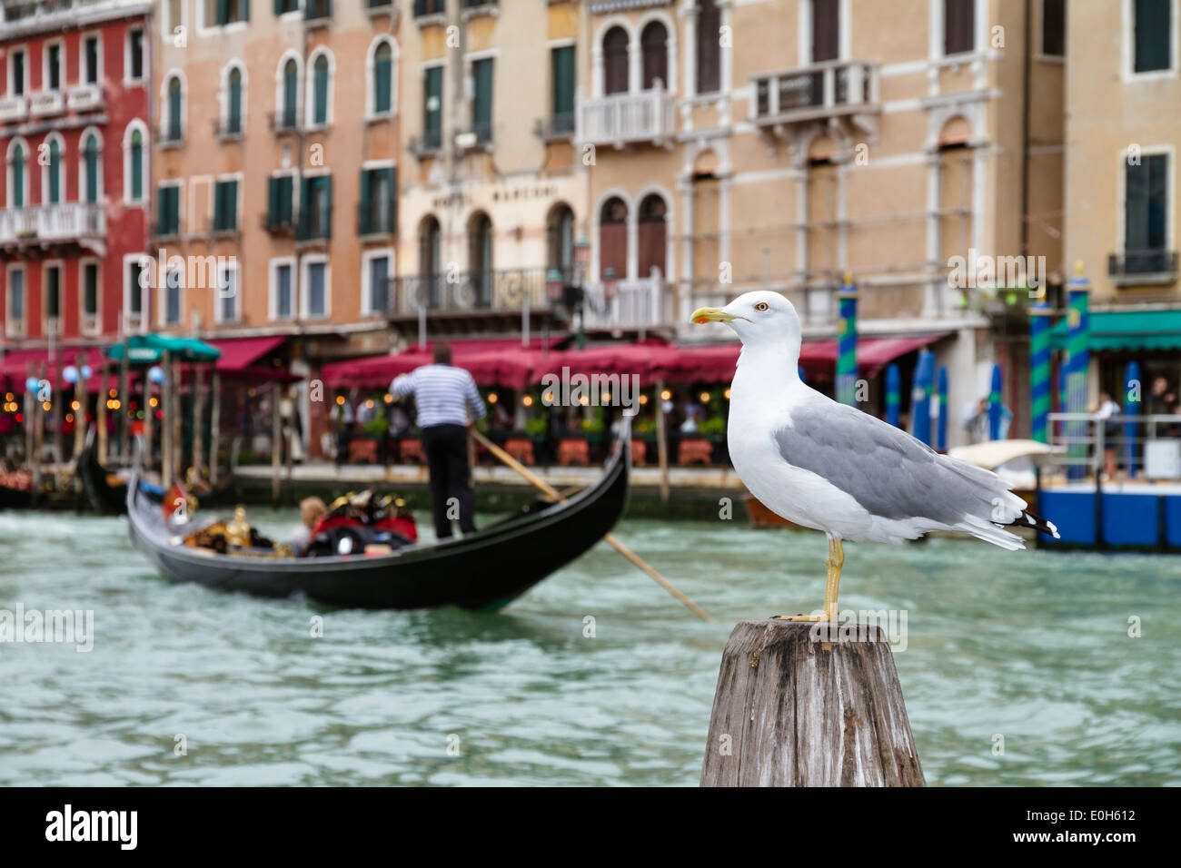 Giallo-zampe, Gabbiano Larus cachinnans, Gondola e ristorante presso il Grand Canal, Venezia, Veneto, Italia, Europa Foto Stock