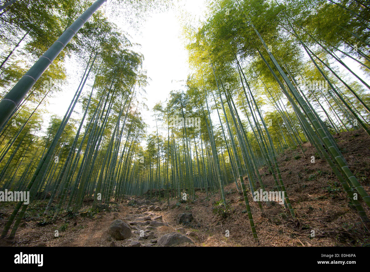 Percorso nella foresta di bamboo sfondo Foto Stock