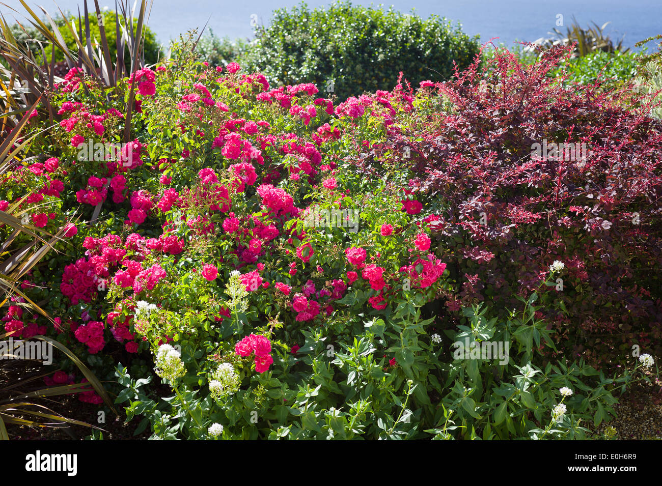 Colorato lungomare privato sul giardino isola di Guernsey REGNO UNITO occasionalmente aperta al pubblico Foto Stock