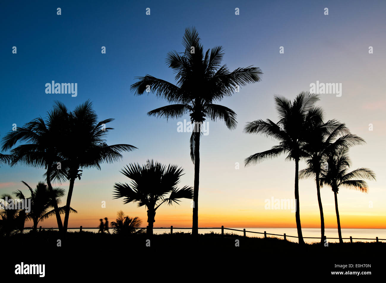 Palms at Cable Beach in Broome. Foto Stock