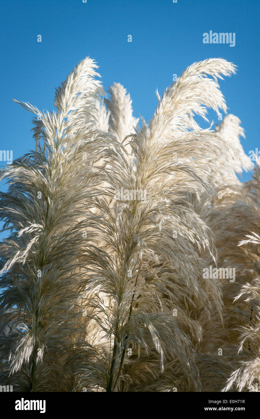 Pennacchi bianchi della pampa erba contro un cielo blu Foto Stock