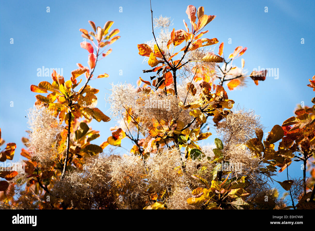 Interessante mescolanza di colore di autunno su un cotinus albero cuscinetto ancora teste di seme Foto Stock
