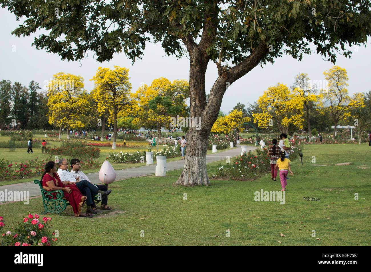 Giardino di Rose Chandigarh Foto Stock