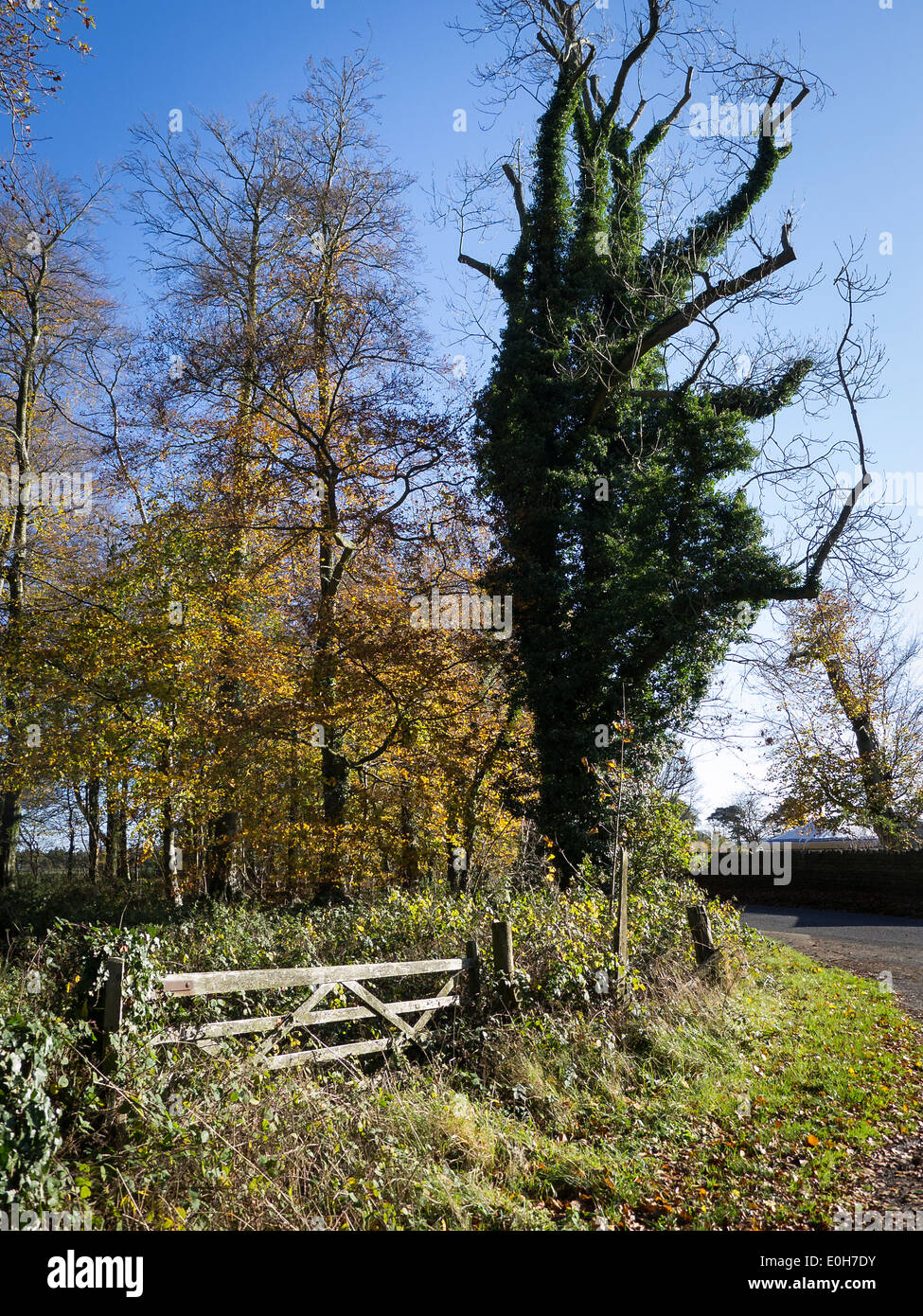 Ivy-placcati albero morto accanto a un tranquillo Wiltshire lane in inizio inverno Foto Stock