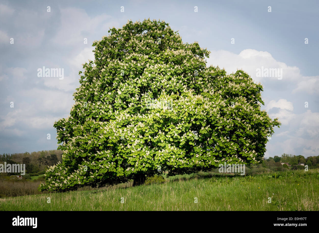 Ippocastano albero in campo in pendenza che mostra la parte inferiore dal pascolo fuori-di-shot cervi selvatici Foto Stock