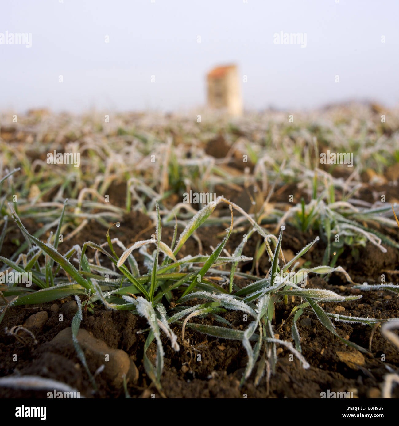 Colture di cereali congelati in inverno, Francia, Europa Foto Stock
