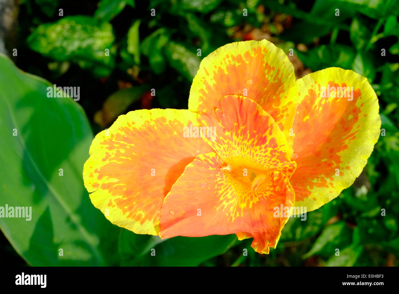 Di colore giallo brillante e fiore di arancia della canna scolorire coltura vegetale in java indonesia localmente conosciuta con il nome di ganyong Foto Stock