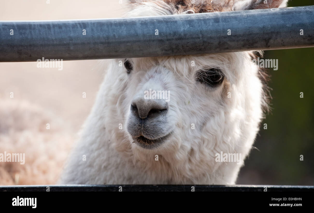 Carino llama alpaca animale closeup muso allo zoo Foto Stock