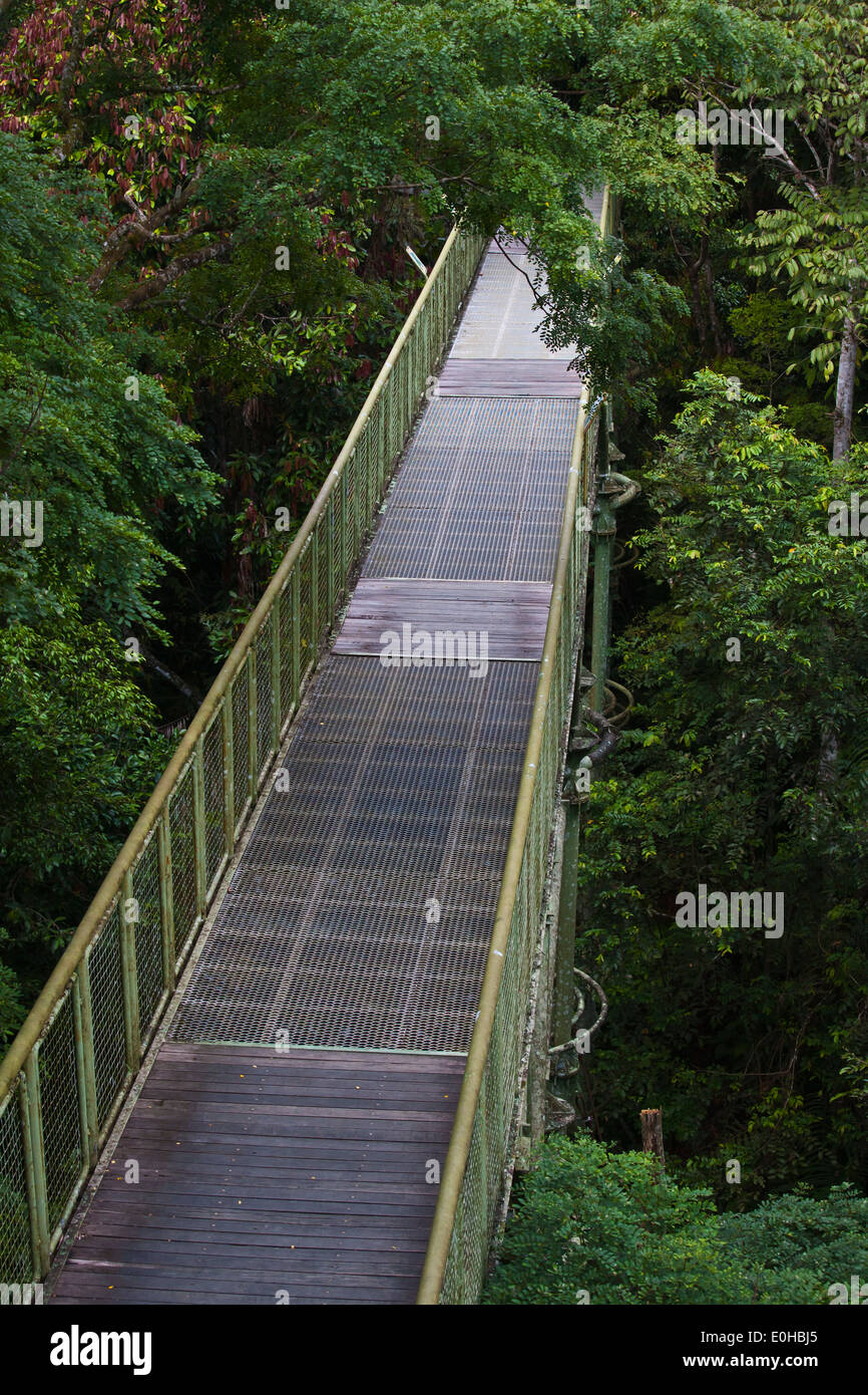 Il 90 piede alto PONTILE al Rainforest Discovery Centre in KABILI SEPILOK FOREST - BORNEO Foto Stock