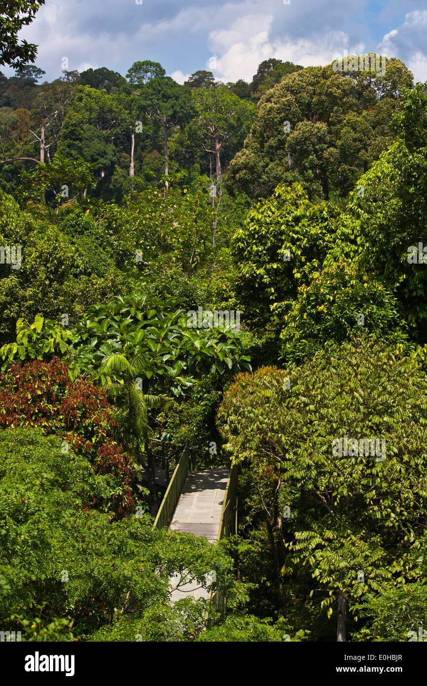 Il 90 piede alto PONTILE al Rainforest Discovery Centre in KABILI SEPILOK FOREST - BORNEO Foto Stock