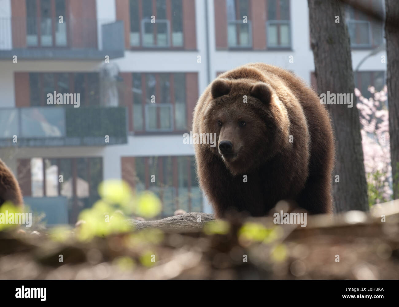 Grande orso bruno permanente sulla casa di città sullo sfondo di facciata Foto Stock