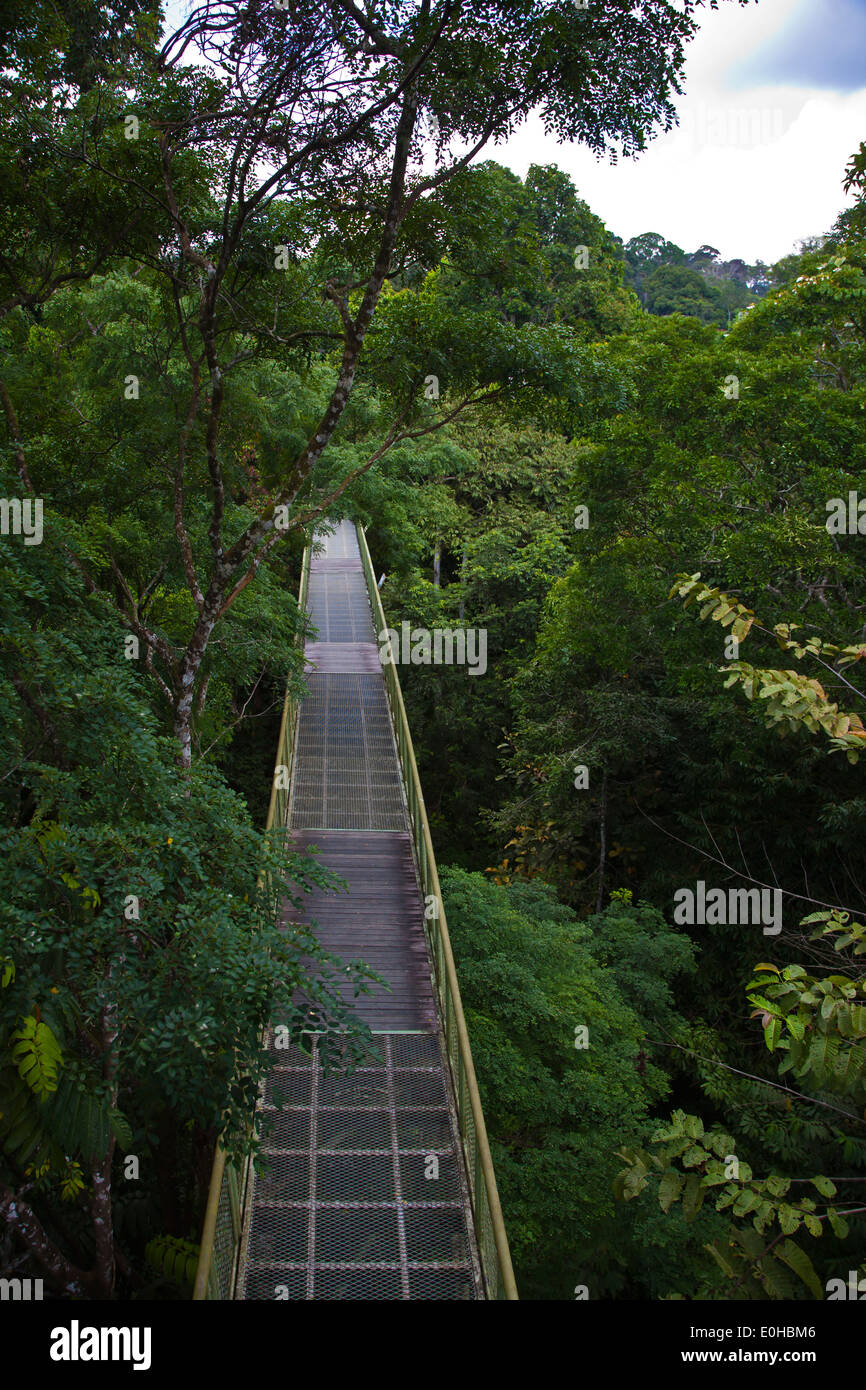 Il 90 piede alta può0py passerella al Rainforest Discovery Centre situato nel KABILI SEPILOK FOREST - BORNEO Foto Stock