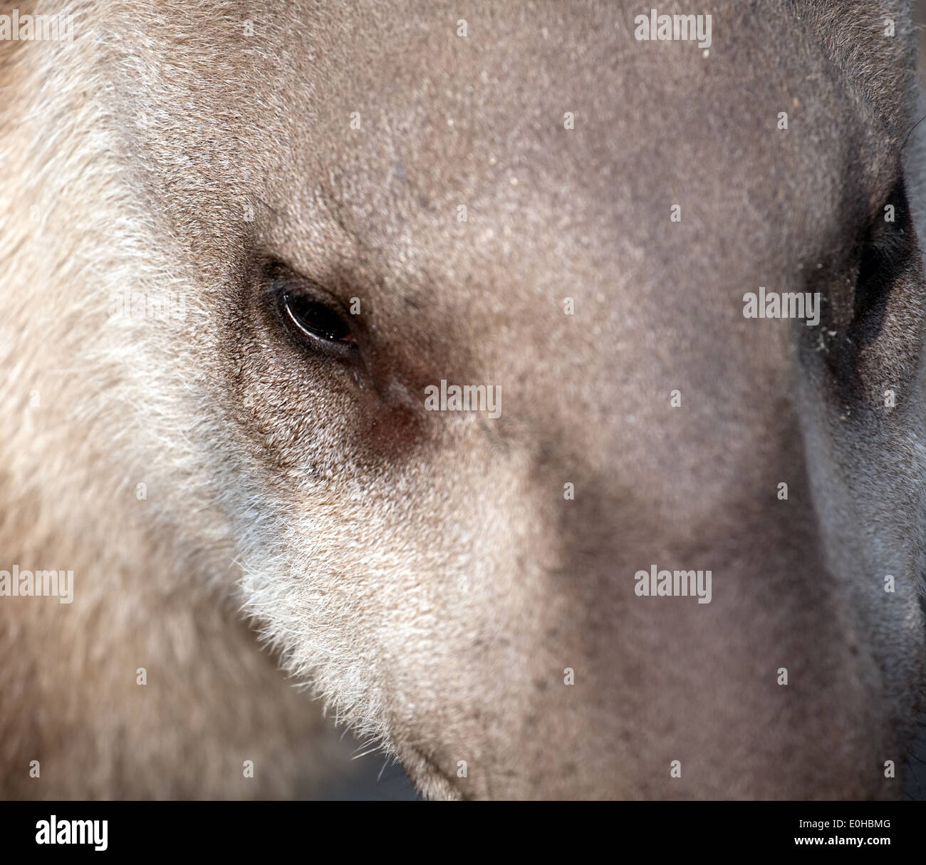 Il tapiro closeup ritratto divertente con profilo punta Foto Stock