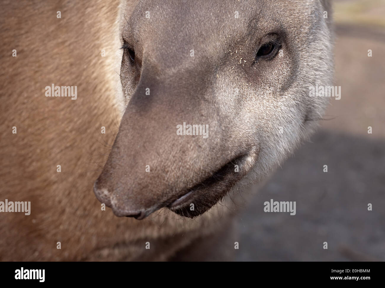 Il tapiro closeup ritratto divertente con profilo punta Foto Stock