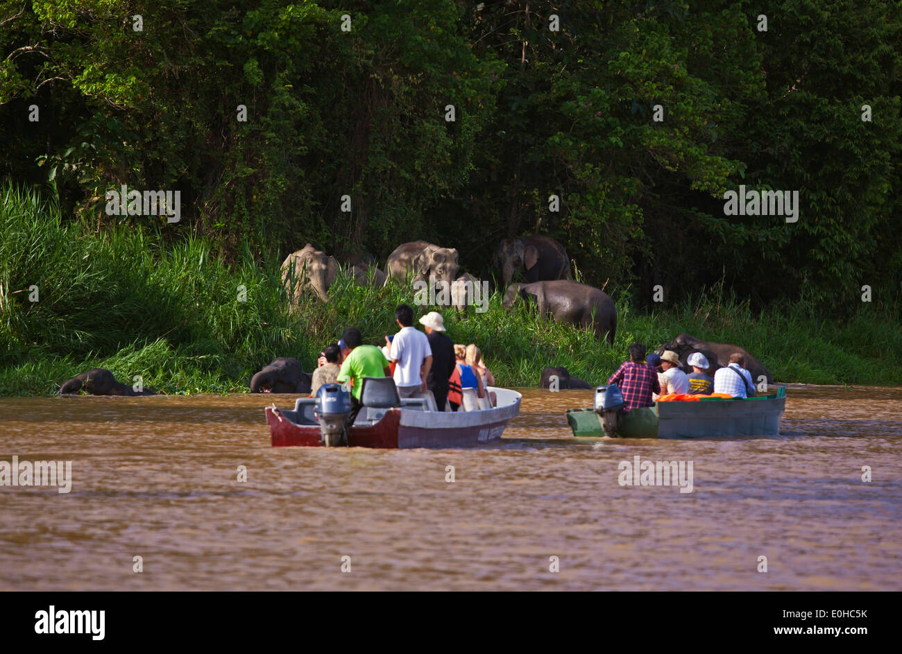 Vista turisti BORNEAN PIGMEO di elefanti nel fiume Kinabatangan Wildlife Sanctuary - BORNEO Foto Stock