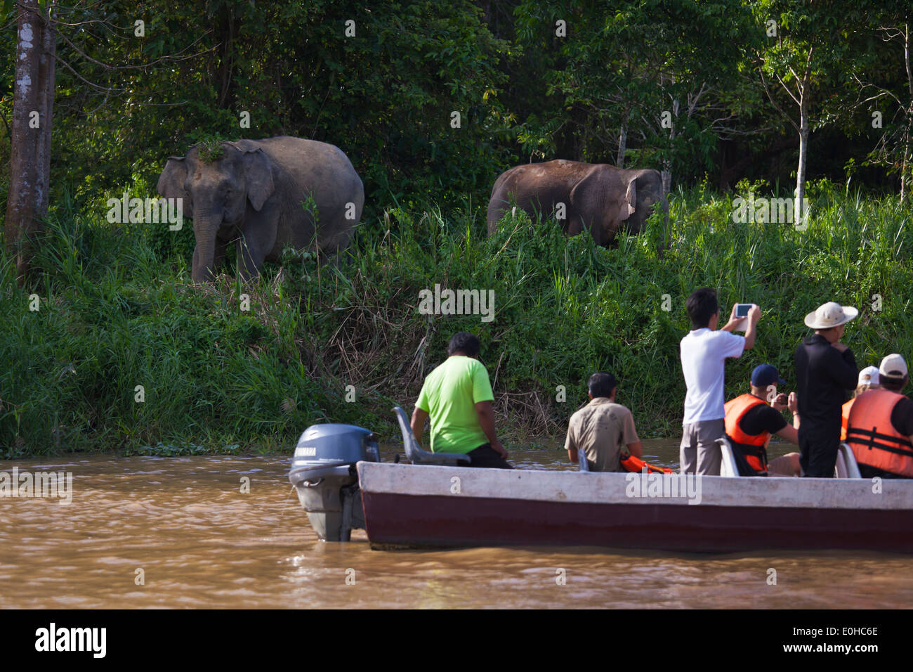 Vista turisti BORNEAN PIGMEO di elefanti nel fiume Kinabatangan Wildlife Sanctuary - BORNEO Foto Stock