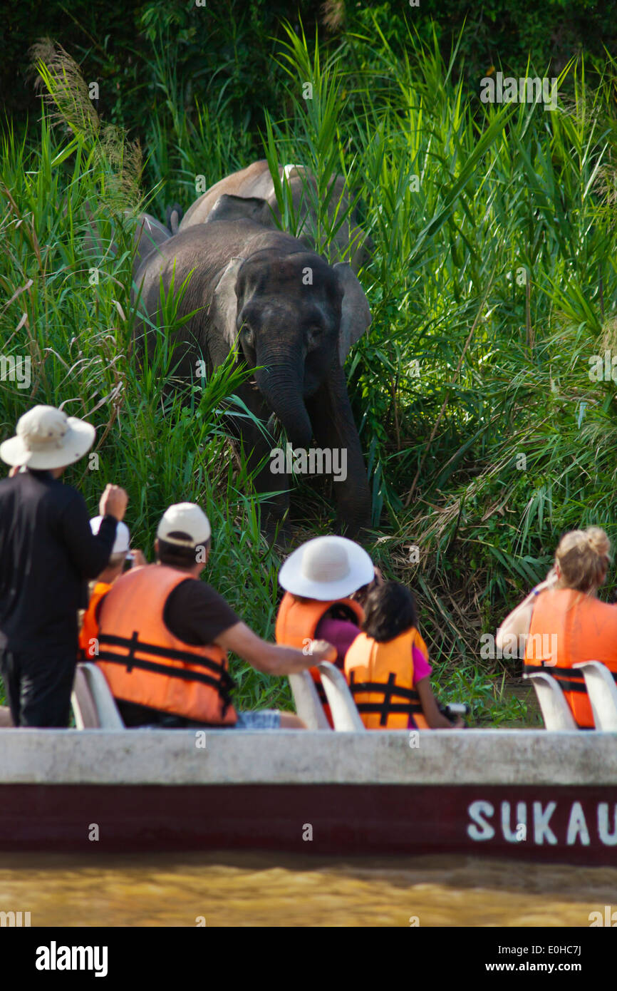 Vista turisti BORNEAN PIGMEO di elefanti nel fiume Kinabatangan Wildlife Sanctuary - BORNEO Foto Stock