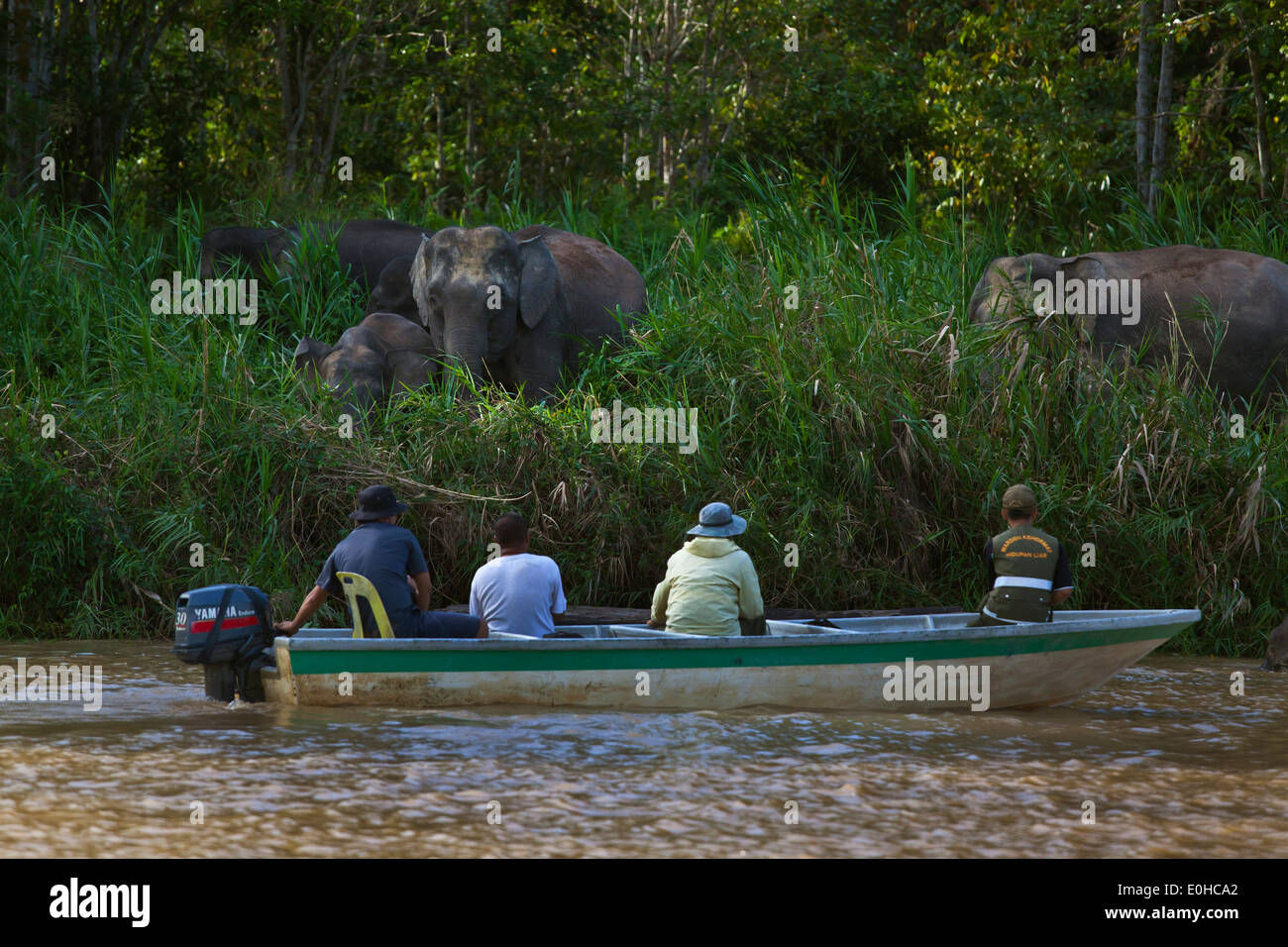 Vista turisti BORNEAN PIGMEO di elefanti nel fiume Kinabatangan Wildlife Sanctuary - BORNEO Foto Stock