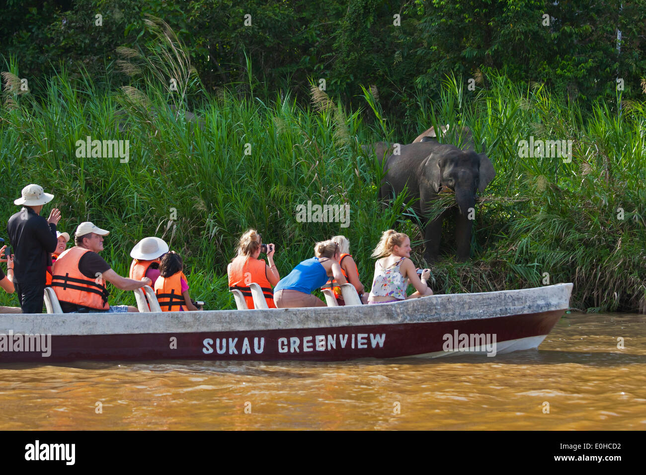 Vista turisti BORNEAN PIGMEO di elefanti nel fiume Kinabatangan Wildlife Sanctuary - BORNEO Foto Stock