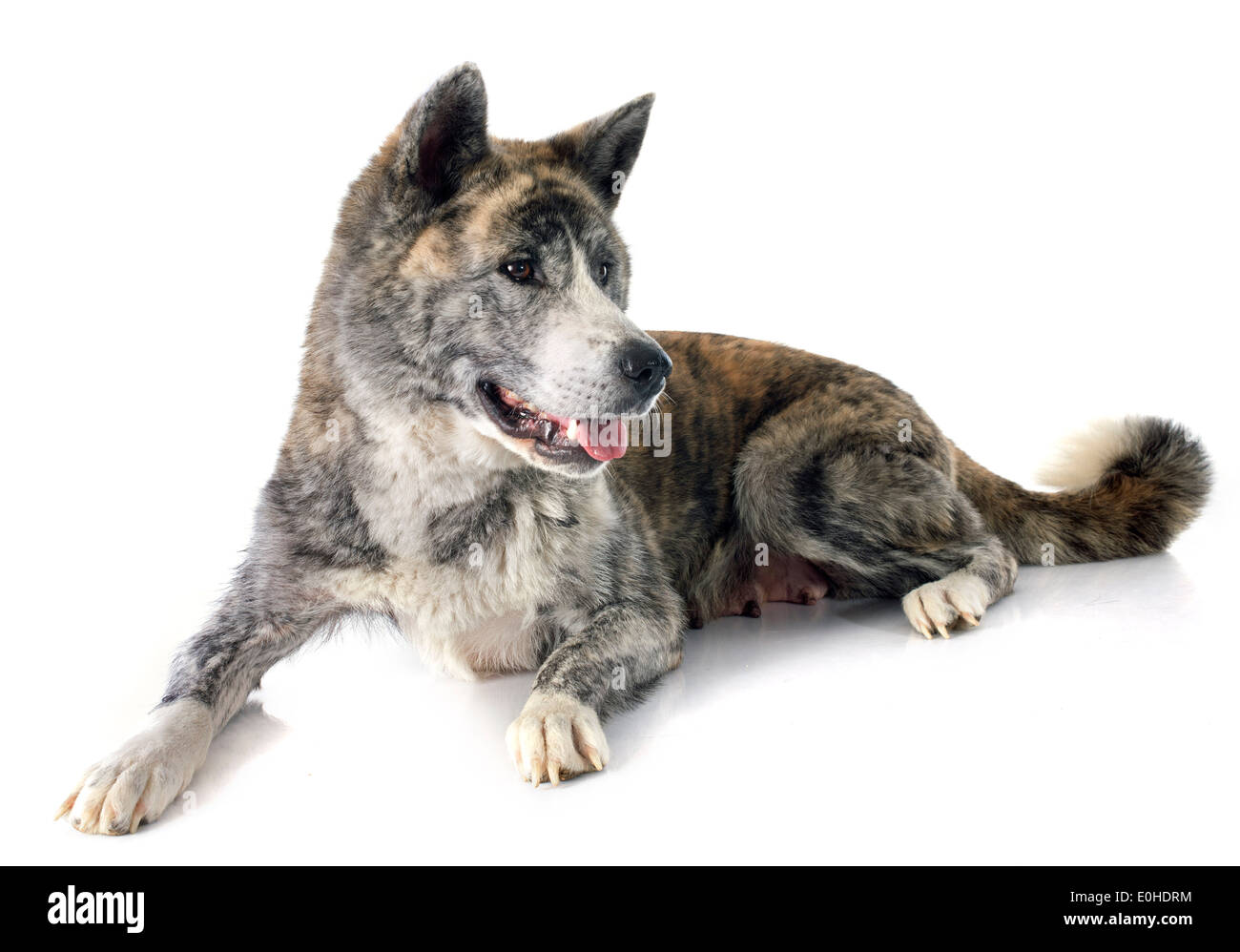 Akita inu davanti a uno sfondo bianco Foto Stock
