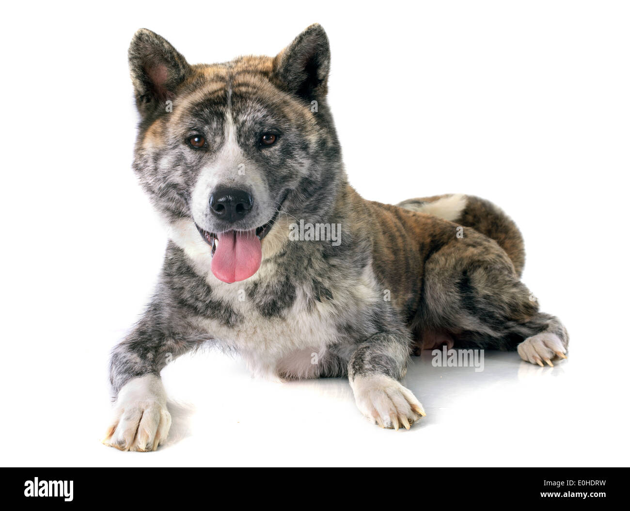 Akita inu davanti a uno sfondo bianco Foto Stock