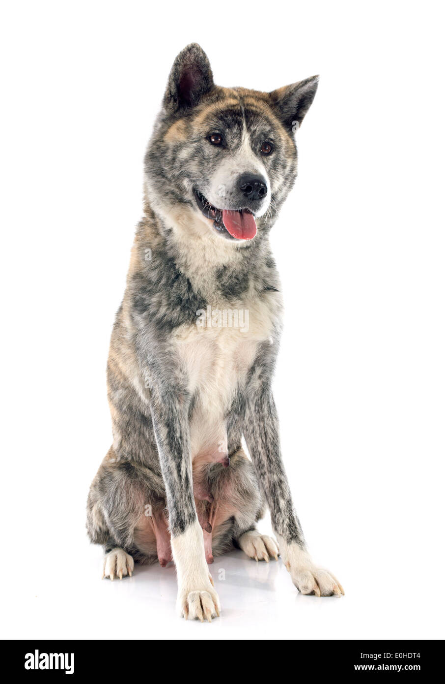Akita inu davanti a uno sfondo bianco Foto Stock