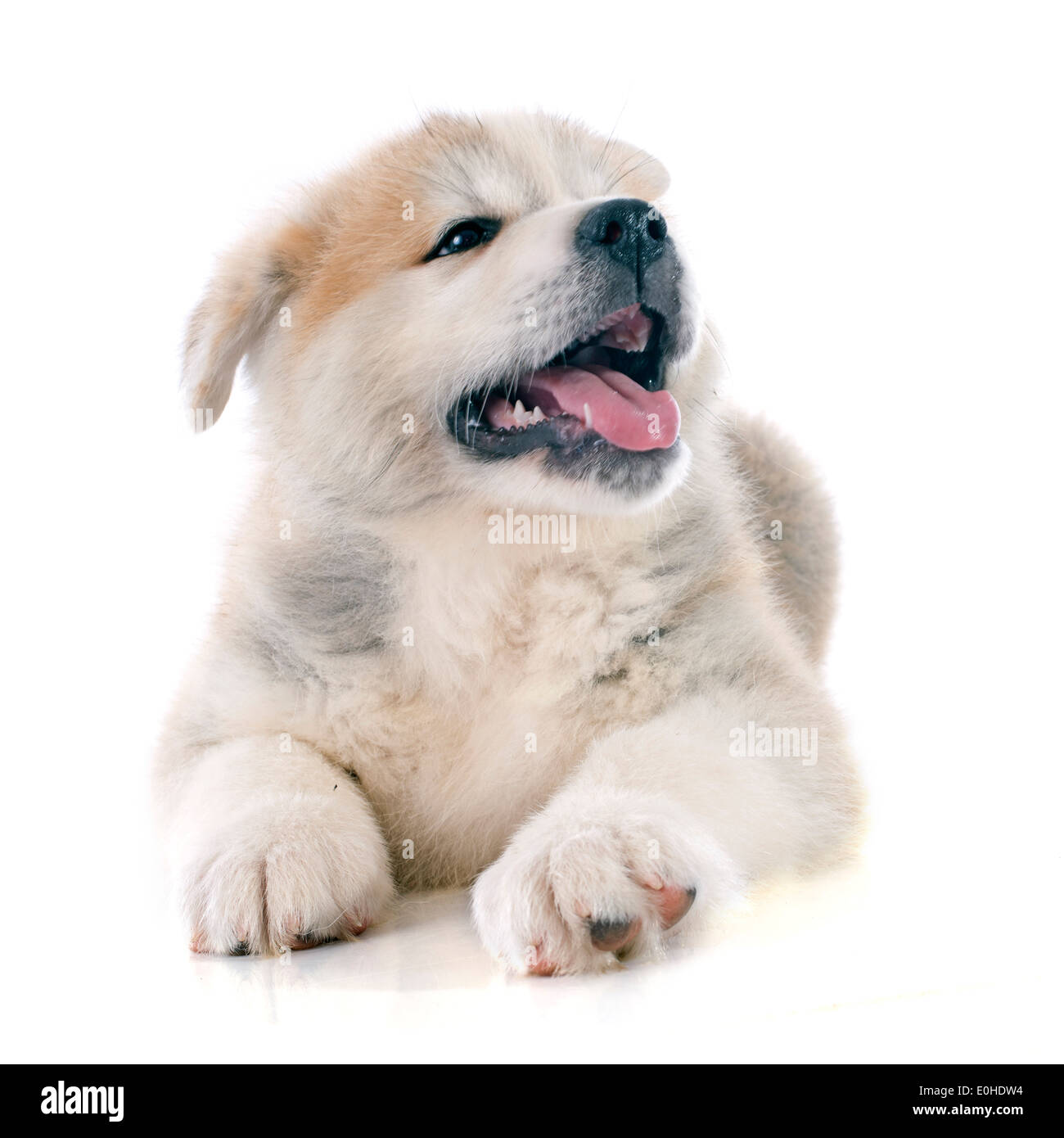 Cucciolo di akita inu davanti a uno sfondo bianco Foto Stock