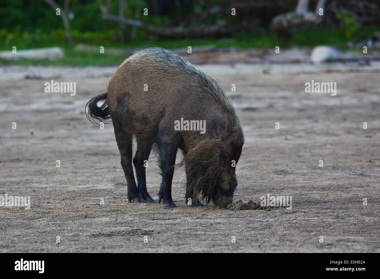 Un borneone barbuto maiale (Sus barbatus) vivono in Bako National Park che si trova nel Sarawak - BORNEO, MALASIA Foto Stock
