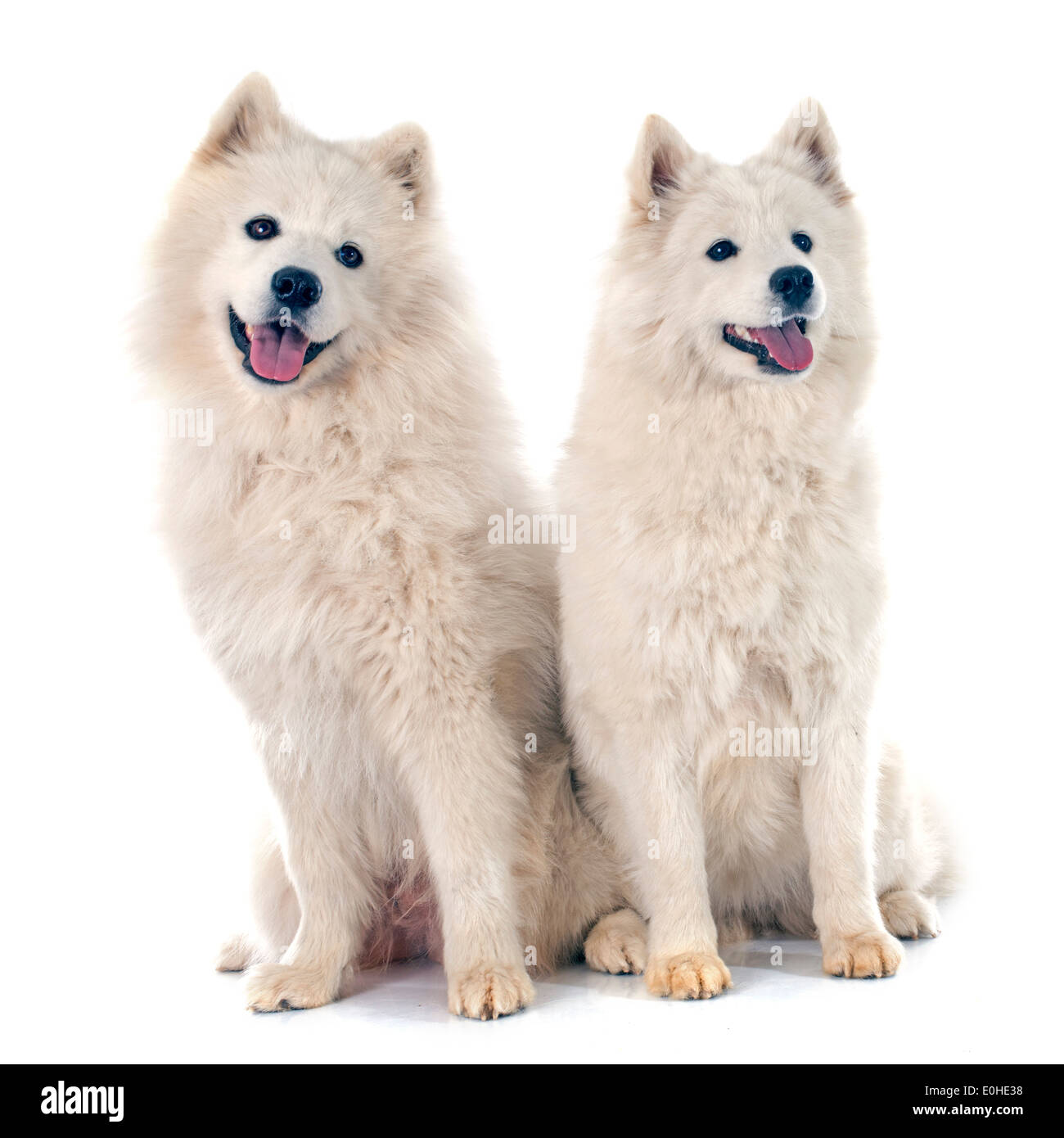 Due Samoyeds davanti a uno sfondo bianco Foto Stock
