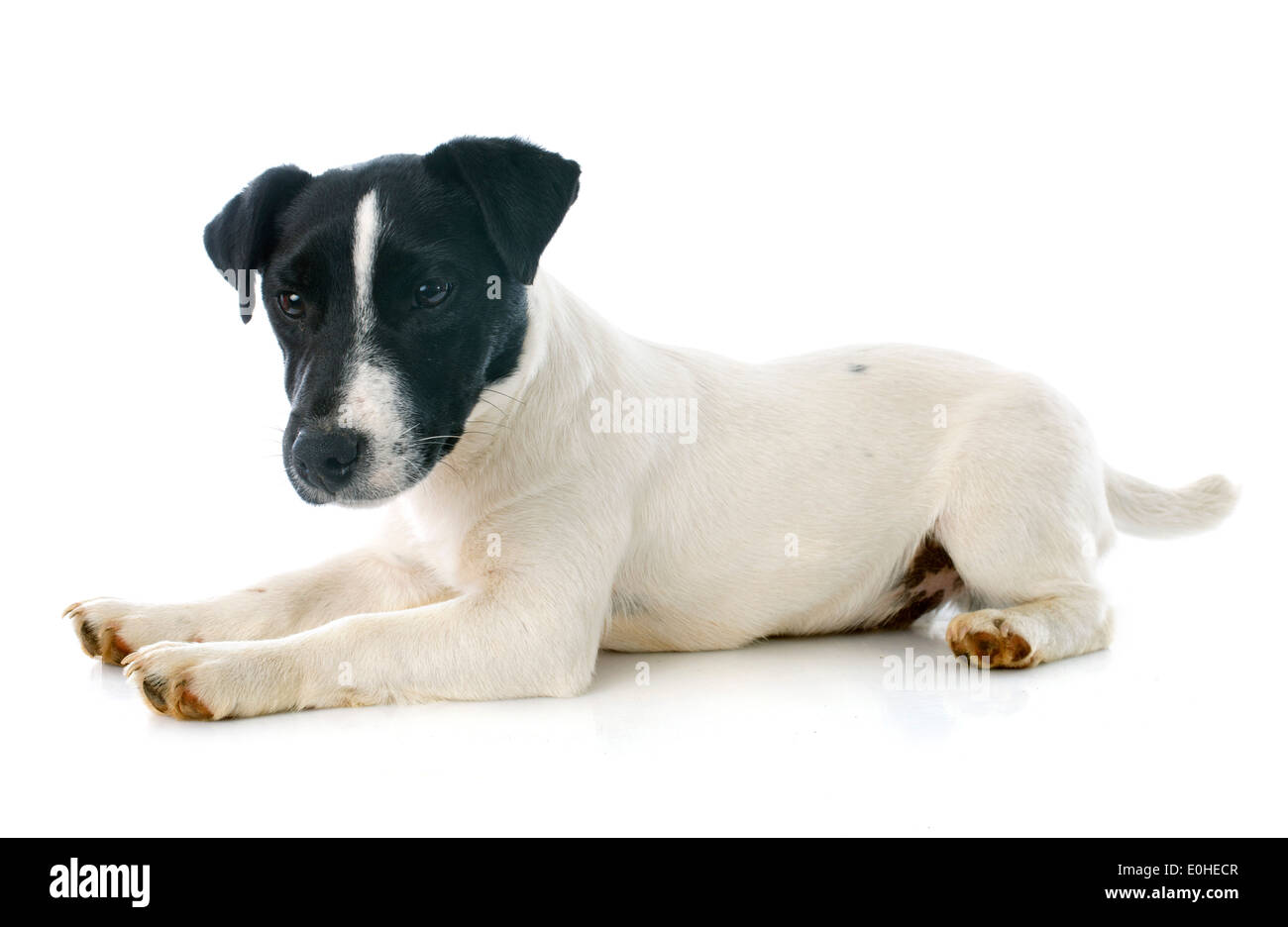 Ritratto di un cucciolo di razza jack russel terrier in studio Foto Stock