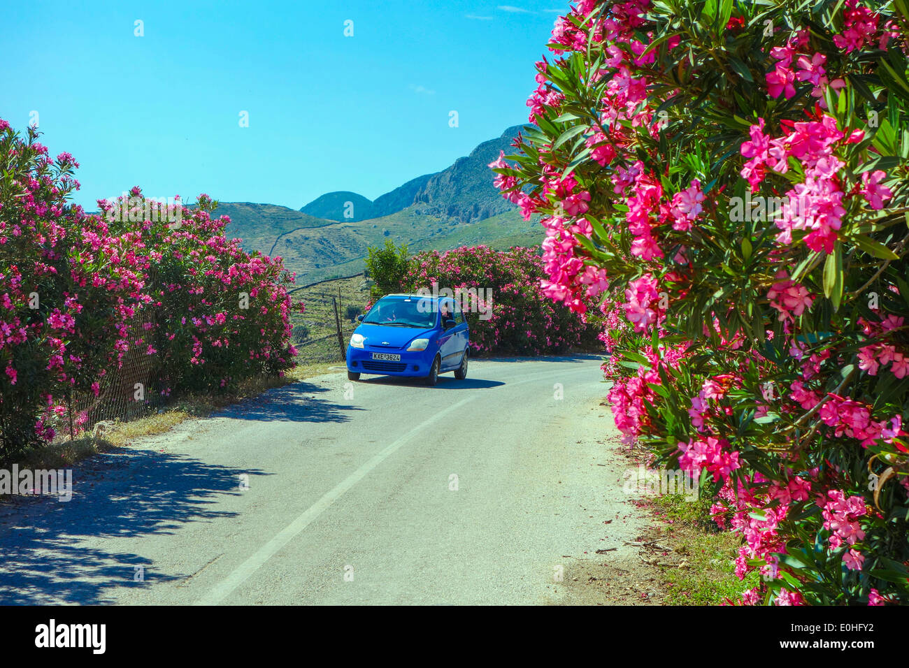 Piccola auto blu sulla stretta strada contornata da cespugli e fiori di colore rosso Foto Stock