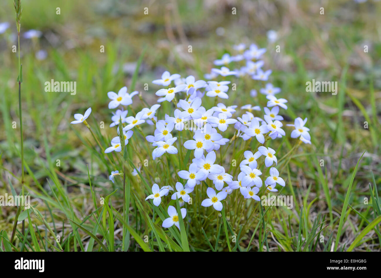 Tappeto di Little Blue dimenticare-me-Middlesbrough Foto Stock