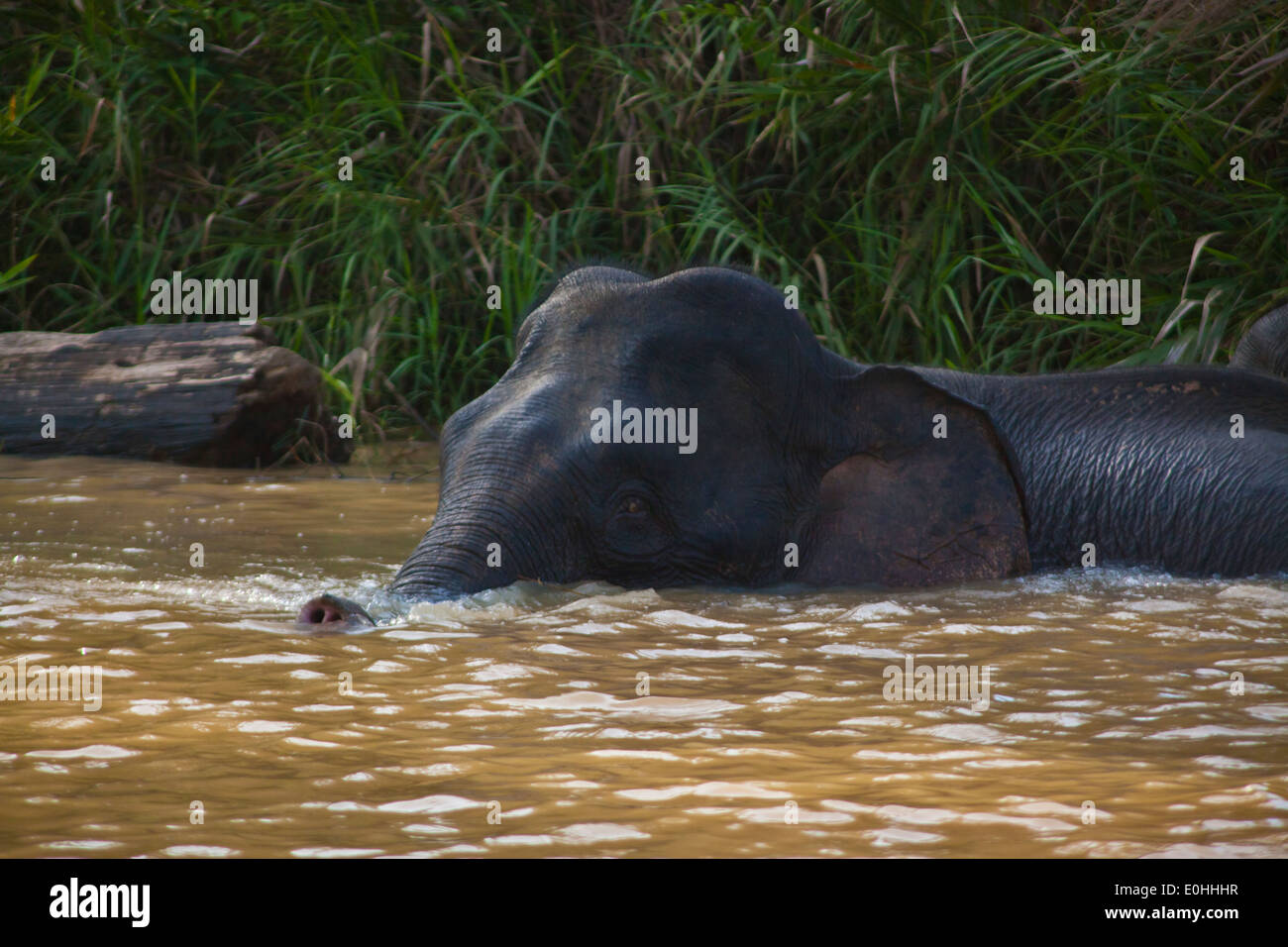 BORNEAN elefante pigmeo nuotare nel fiume Kinabatangan santuario - Sabah, BORNEO Foto Stock