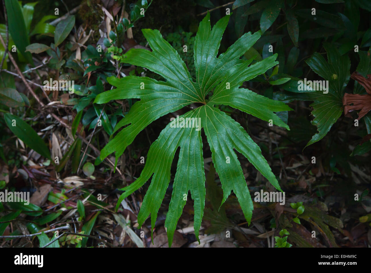 Felci crescono sul suolo della foresta nel Mount Kinabalu National Park che è un sito Patrimonio Mondiale - Sabah, BORNEO Foto Stock