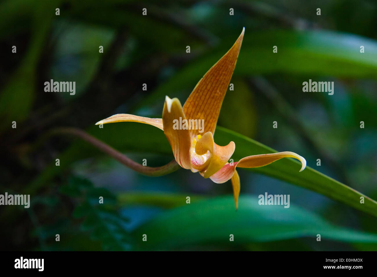 Un'orchidea in fiore nel giardino botanico di KINABALU NATIONAL PARK che è un sito Patrimonio Mondiale - Sabah, BORNEO Foto Stock