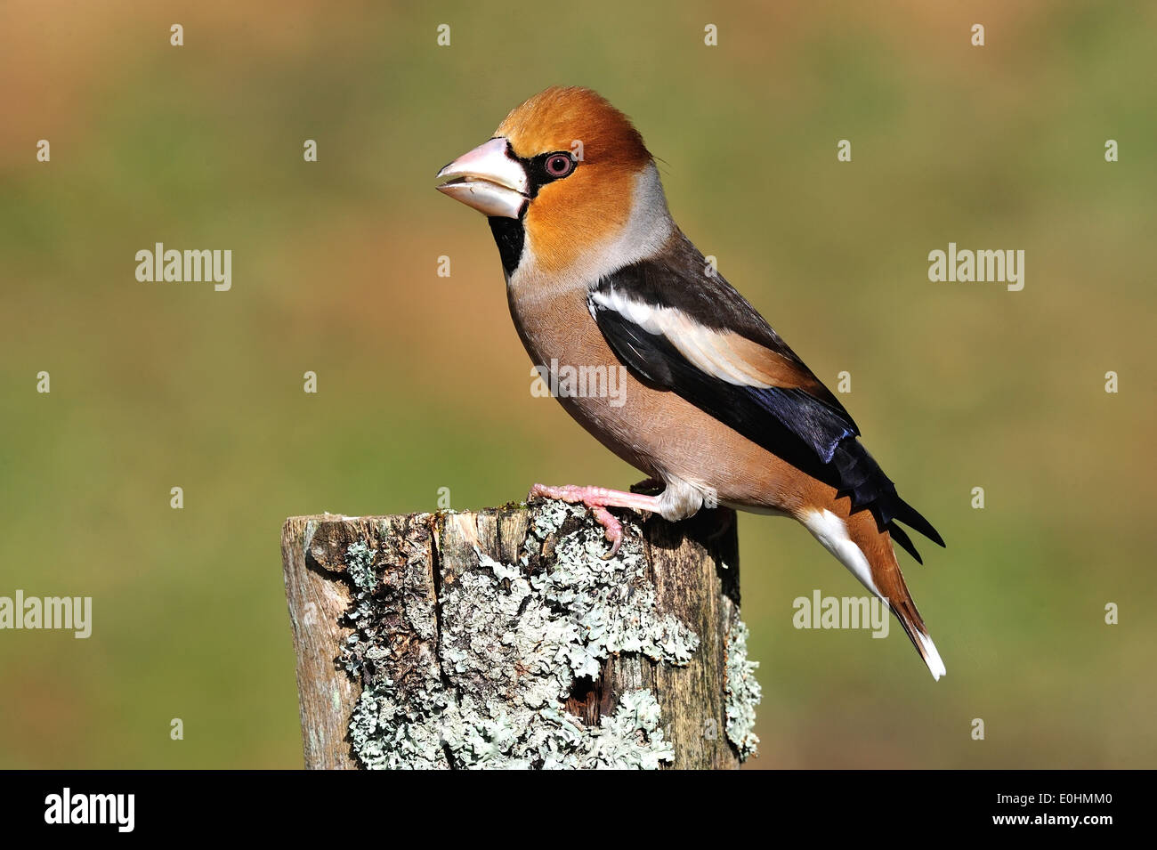 Kernbeißer (Coccothraustes coccothraustes Hawfinch) • Ostalbkreis; Baden-Württemberg; Deutschland Foto Stock