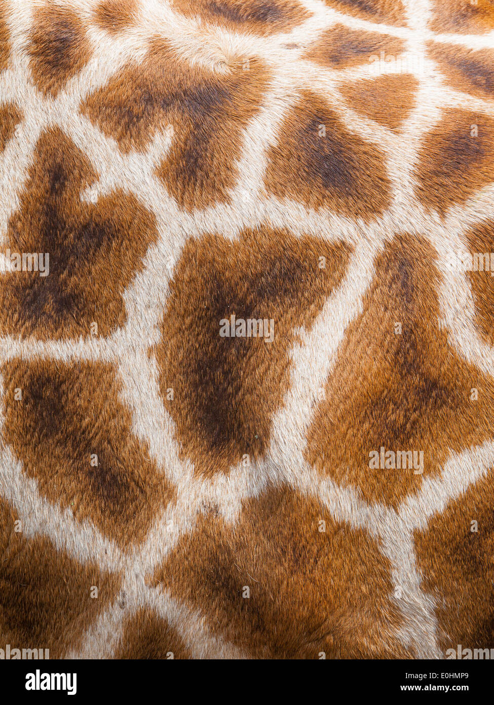 Vera pelle di giraffe, close up Foto Stock