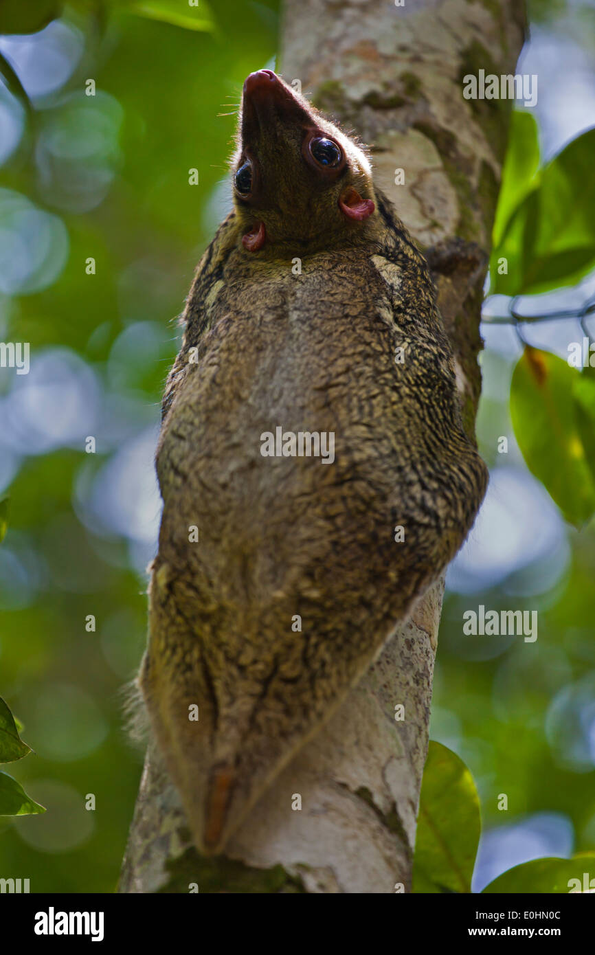 Un COLUGO o lemuri volanti (Galeopterus variegatus) su un albero in Bako National Park - SARAWAK, BORNEO, MALAYSIA Foto Stock