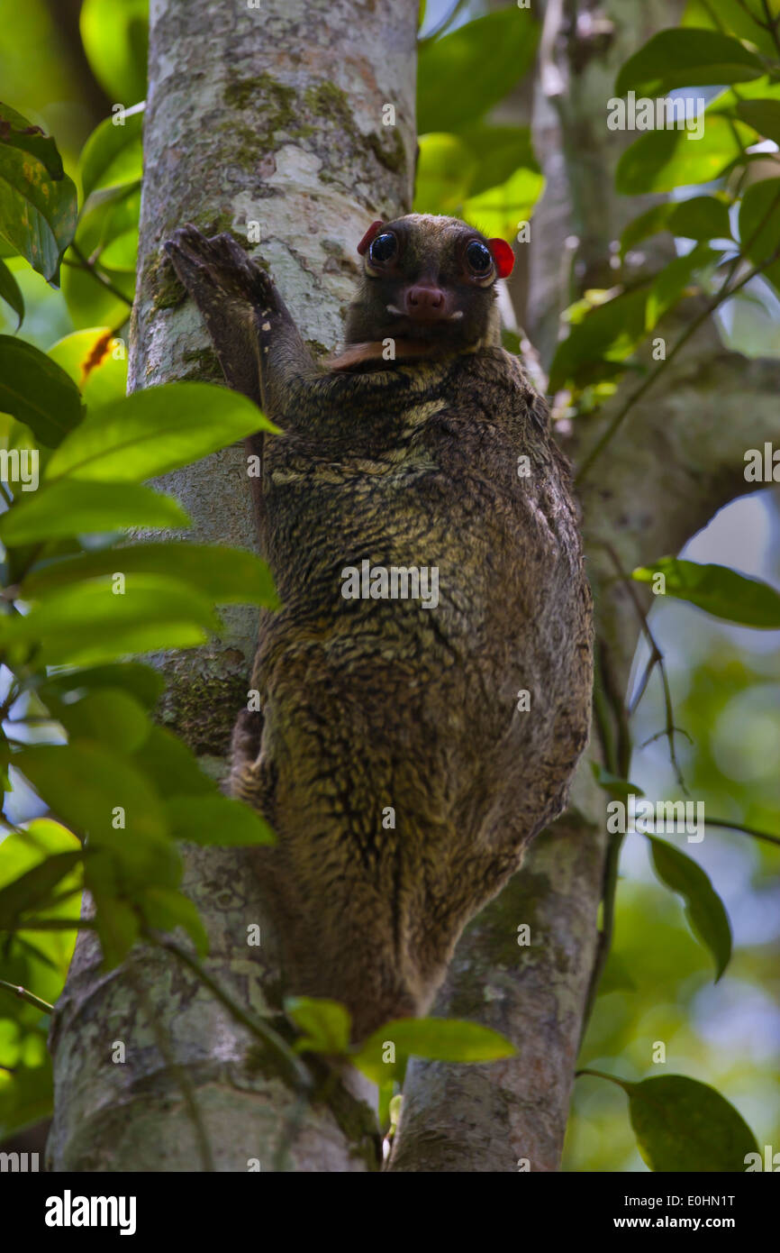 Un COLUGO o lemuri volanti (Galeopterus variegatus) su un albero in Bako National Park - SARAWAK, BORNEO, MALAYSIA Foto Stock