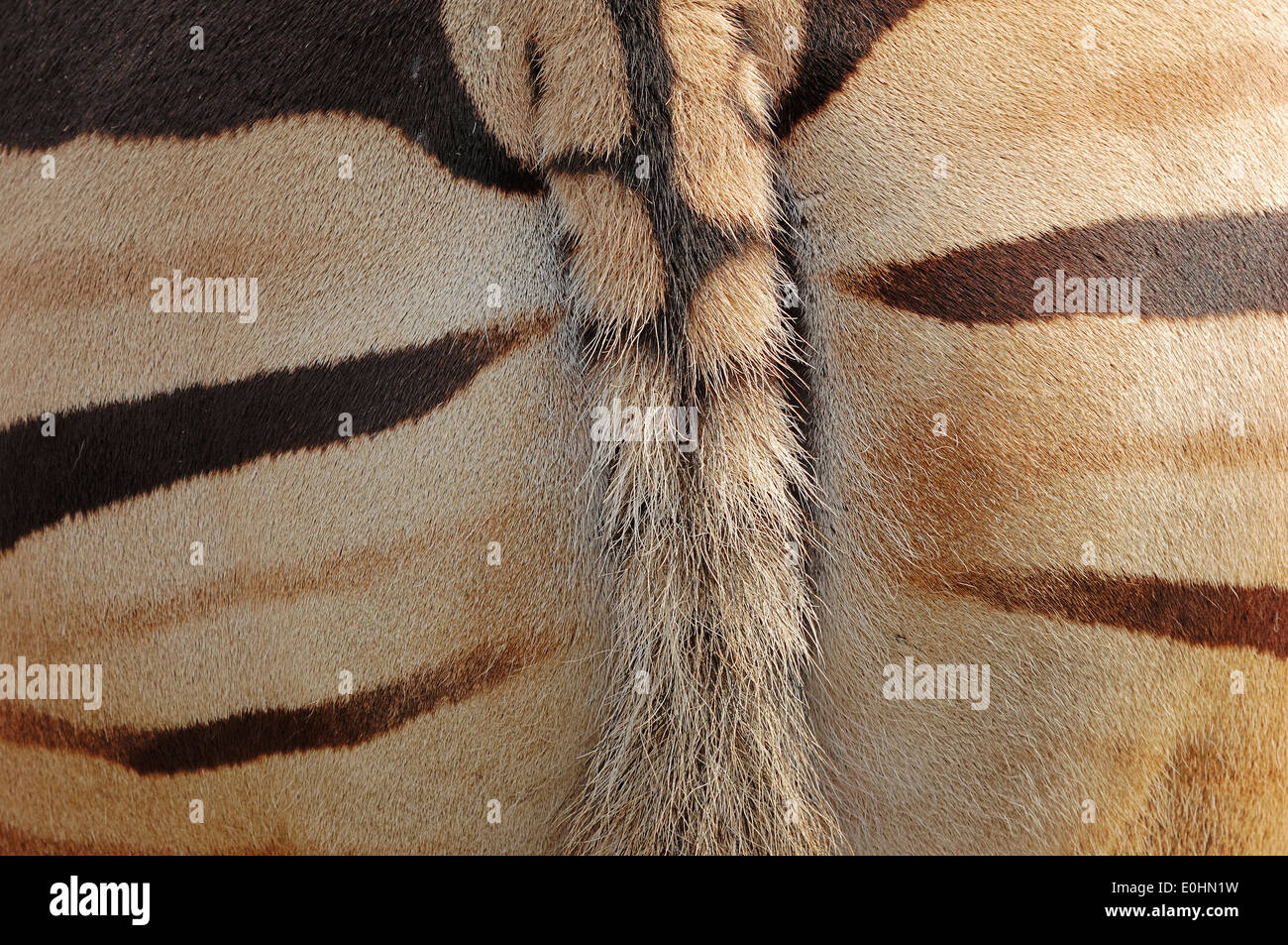 Burchell-Zebra o Chapman Zebra (Equus quagga chapmani, Equus quagga chapmanni), posteriore e le luci di coda Foto Stock