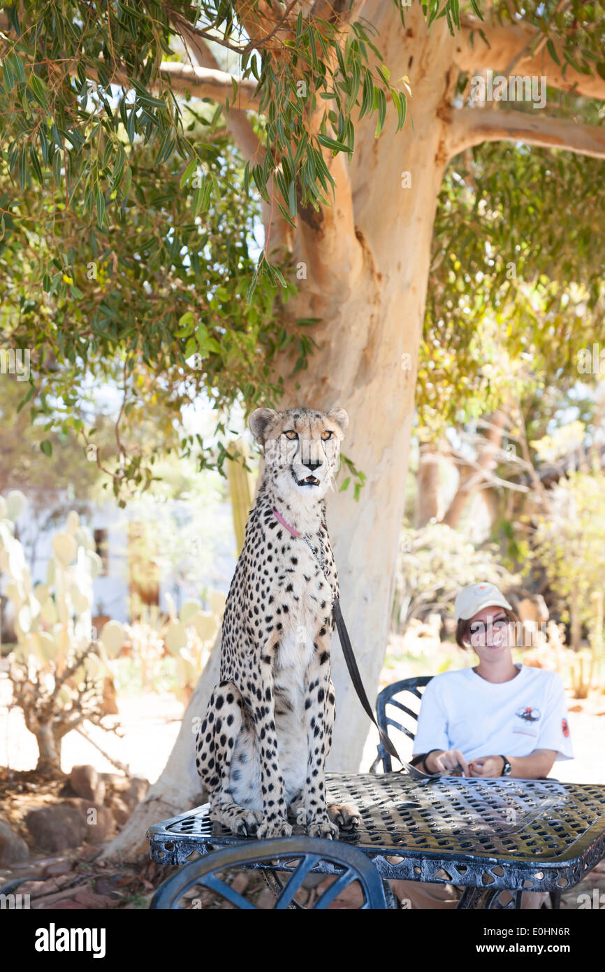 Tre anni di ghepardo si siede su un tavolo a Inverdoorn Game Reserve con trainer, Karoo distretto, Sud Africa Foto Stock