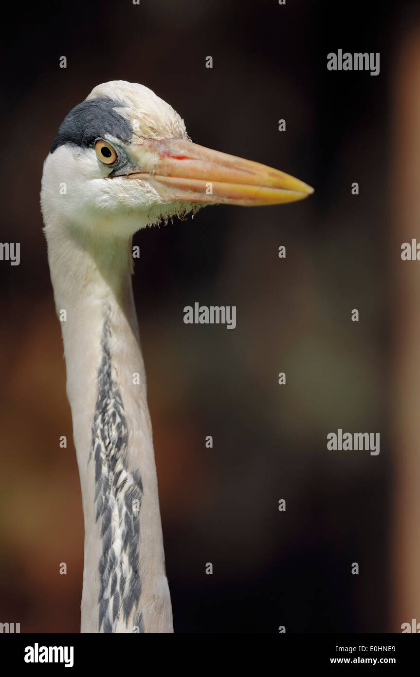 Airone cinerino (Ardea cinerea), Nord Reno-Westfalia, Germania Foto Stock