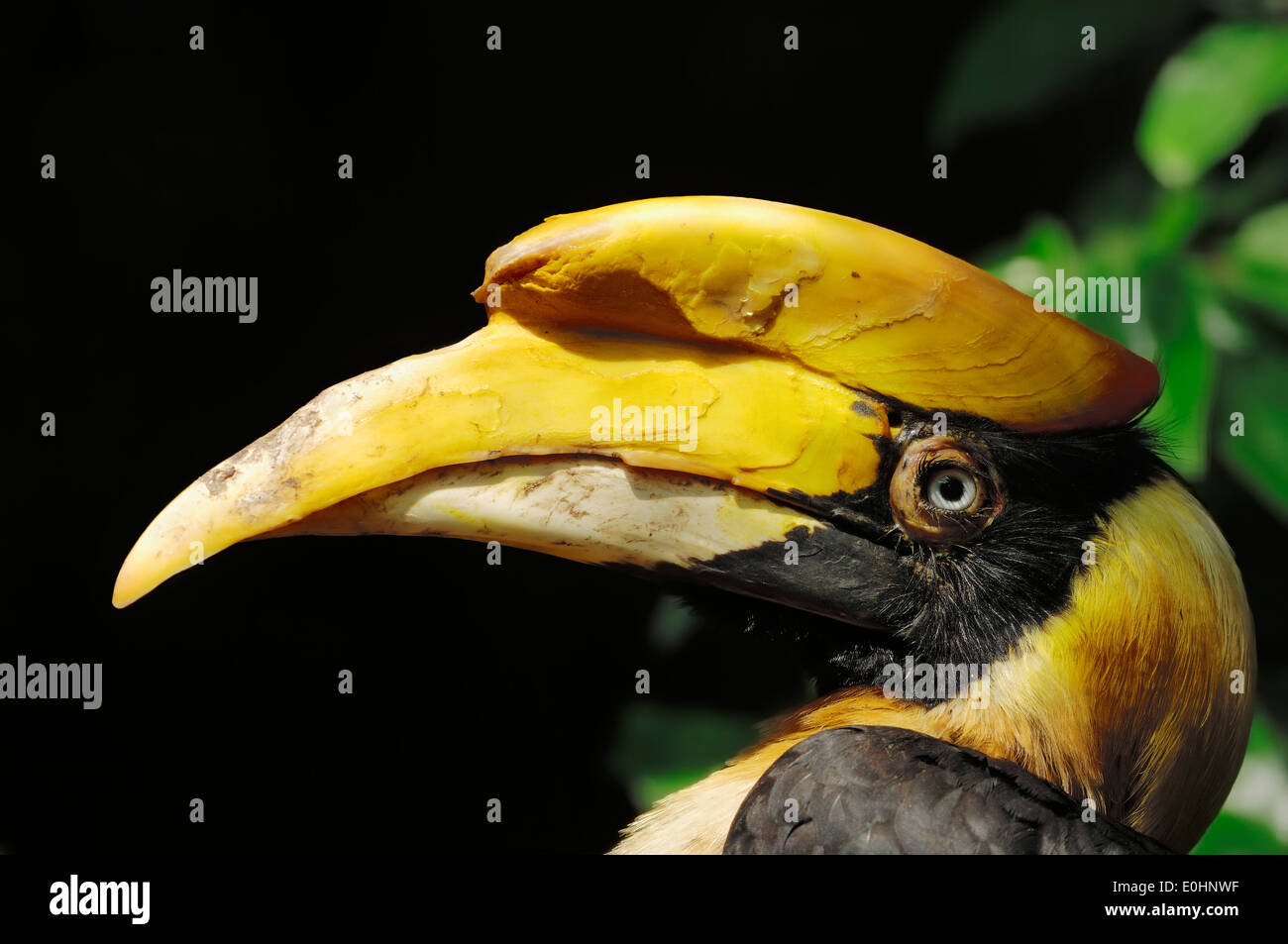 Grande Hornbill indiano o grande Pied Hornbill (Buceros simum), femmina Foto Stock