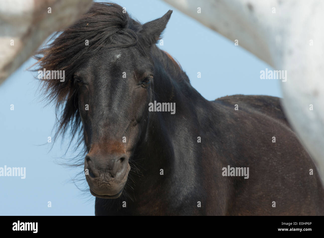 Close-up di cavalli, Bonavista, Bonavista Penisola, Terranova e Labrador, Canada Foto Stock