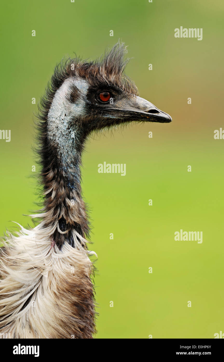 Emu (Dromaius novaehollandiae) Foto Stock